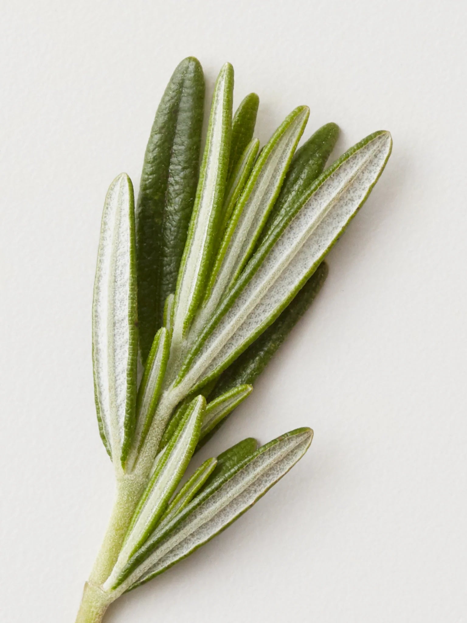 Conditionning mist AG